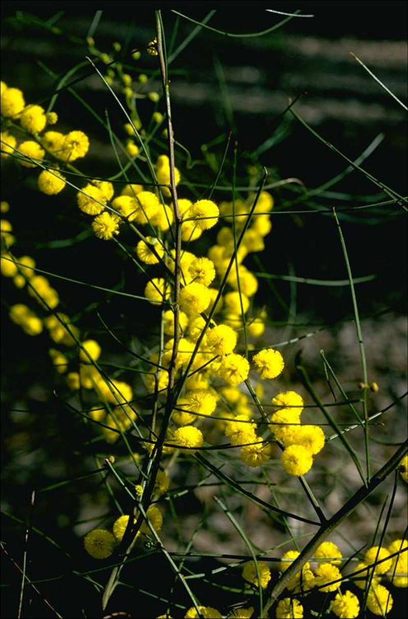 Graceful Wattle