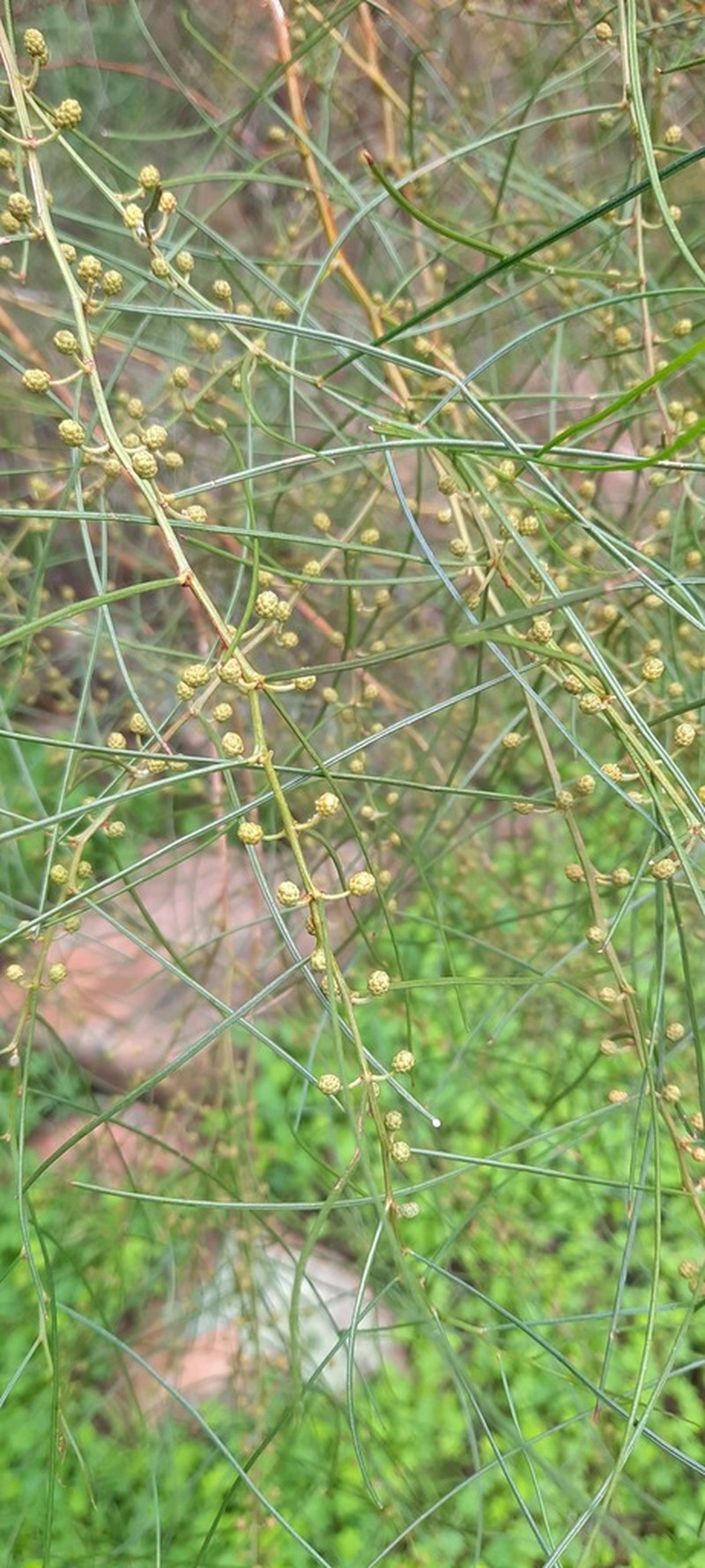 Graceful Wattle photo 2