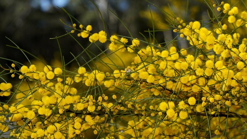 Graceful Wattle photo 3