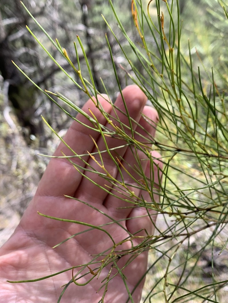 Graceful Wattle photo 4