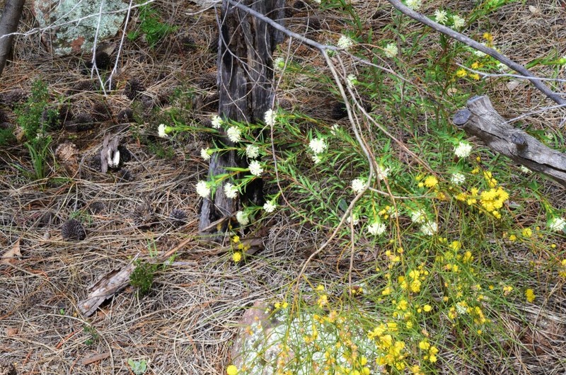 Graceful Wattle photo 5