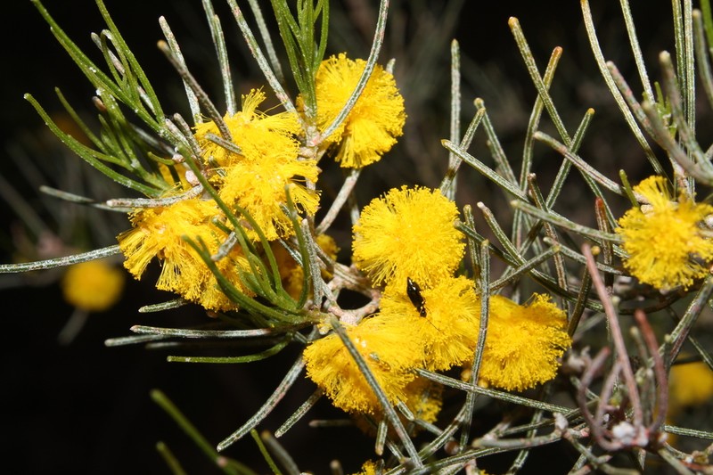 Graceful Wattle photo 6