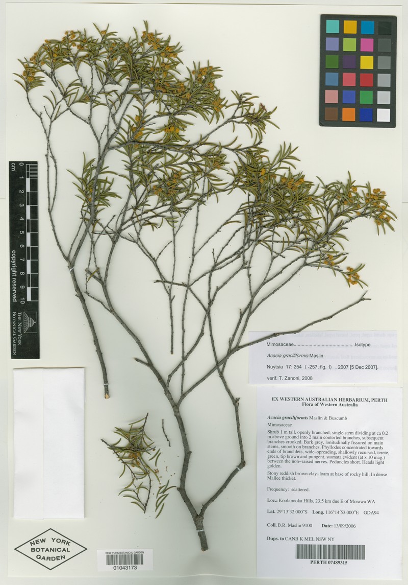 Acacia graciliformis
