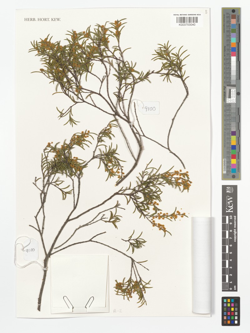 Acacia graciliformis photo 2