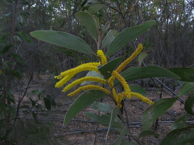 Acacia grandifolia photo 2