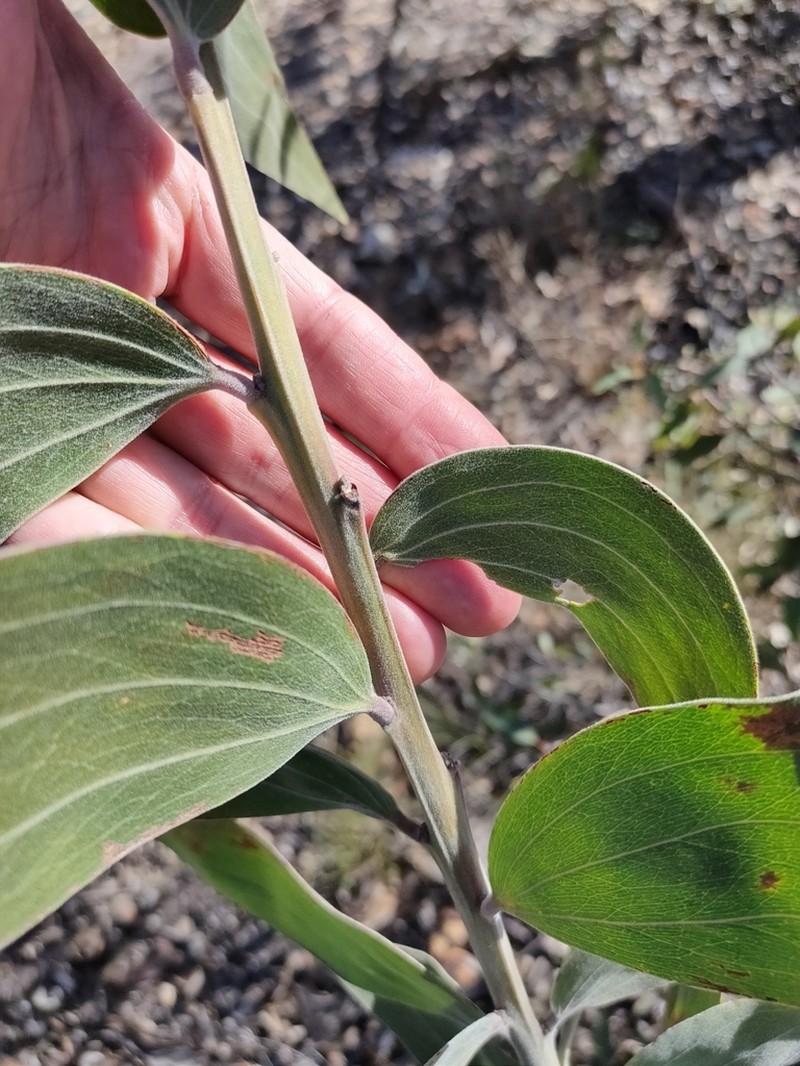 Acacia grandifolia photo 3