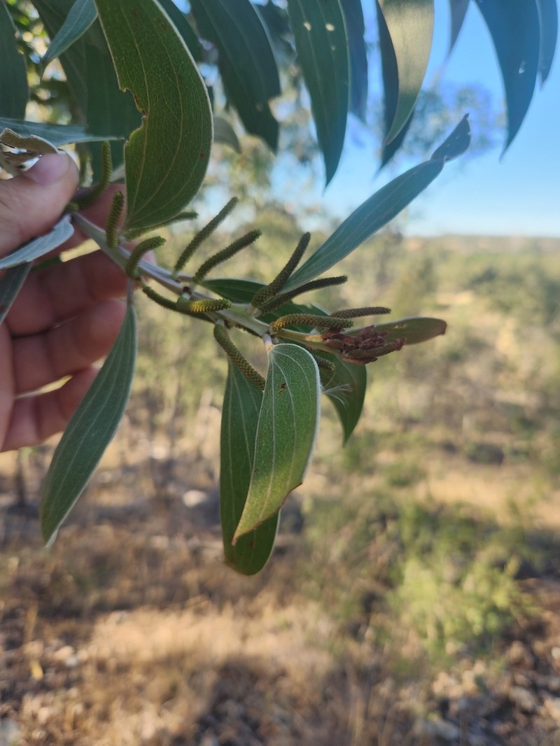 Acacia grandifolia photo 4