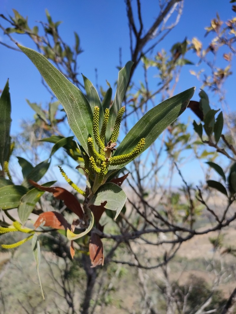 Acacia grandifolia photo 5