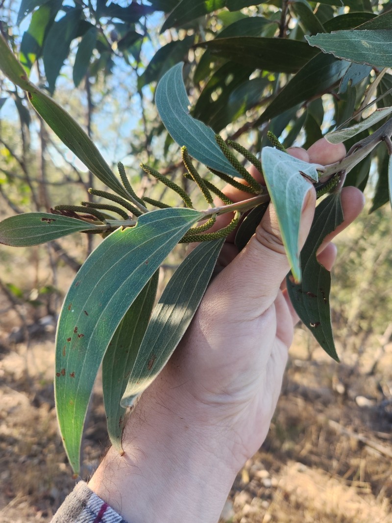 Acacia grandifolia photo 6