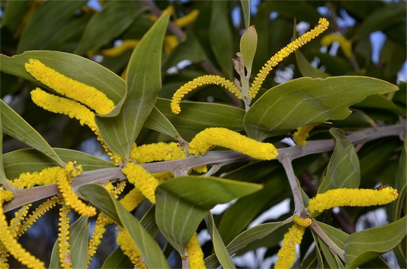 Acacia grandifolia