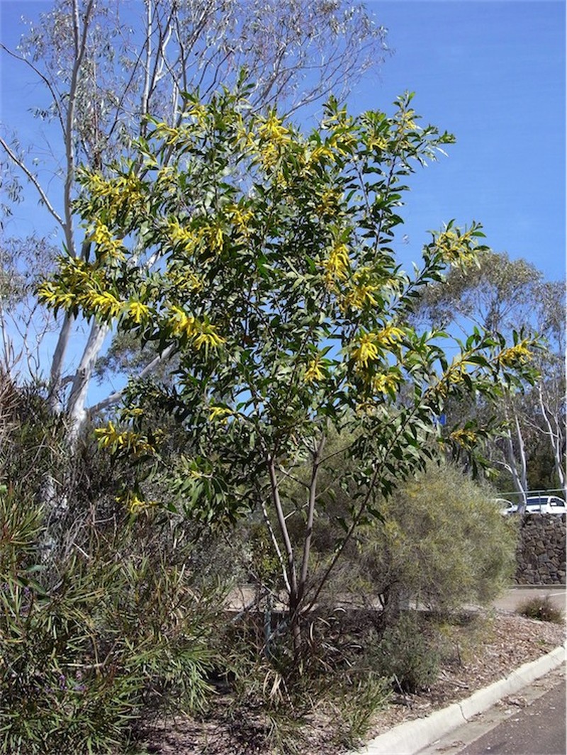 Acacia grandifolia photo 8