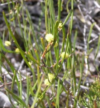 Acacia granitica