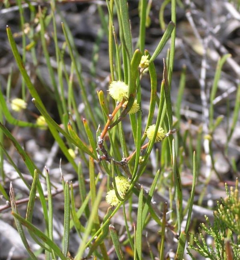 Acacia granitica