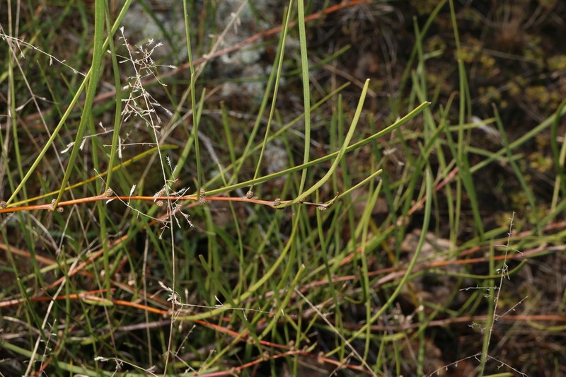 Acacia granitica photo 2