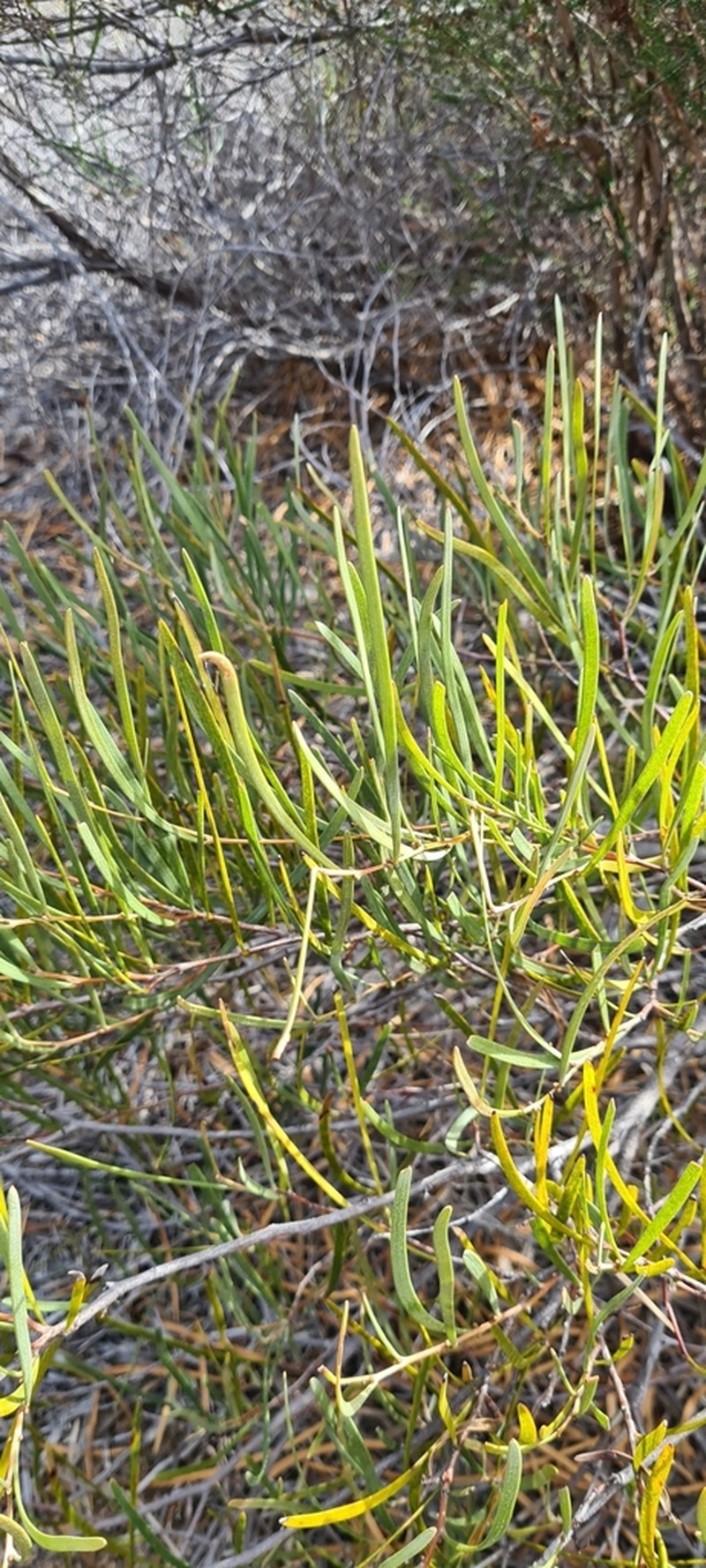 Acacia granitica photo 3