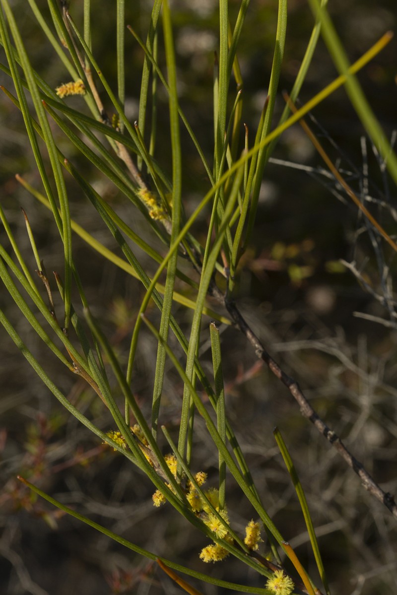 Acacia granitica photo 4