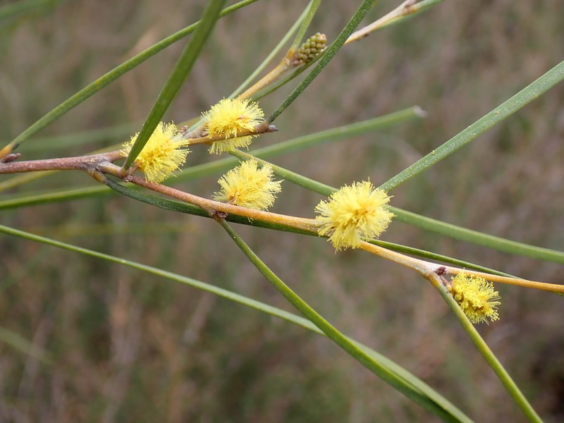 Acacia granitica photo 5