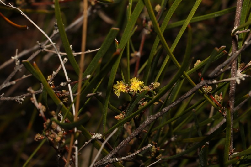 Acacia granitica photo 6