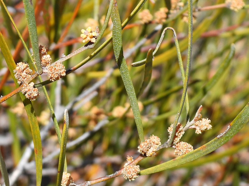Acacia granitica photo 7