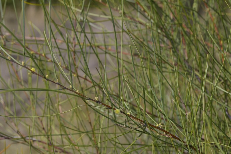 Acacia granitica photo 8