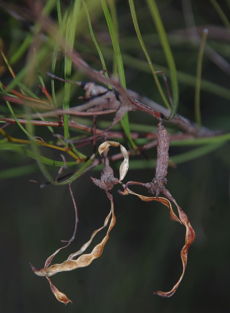 Acacia graniticola photo 4