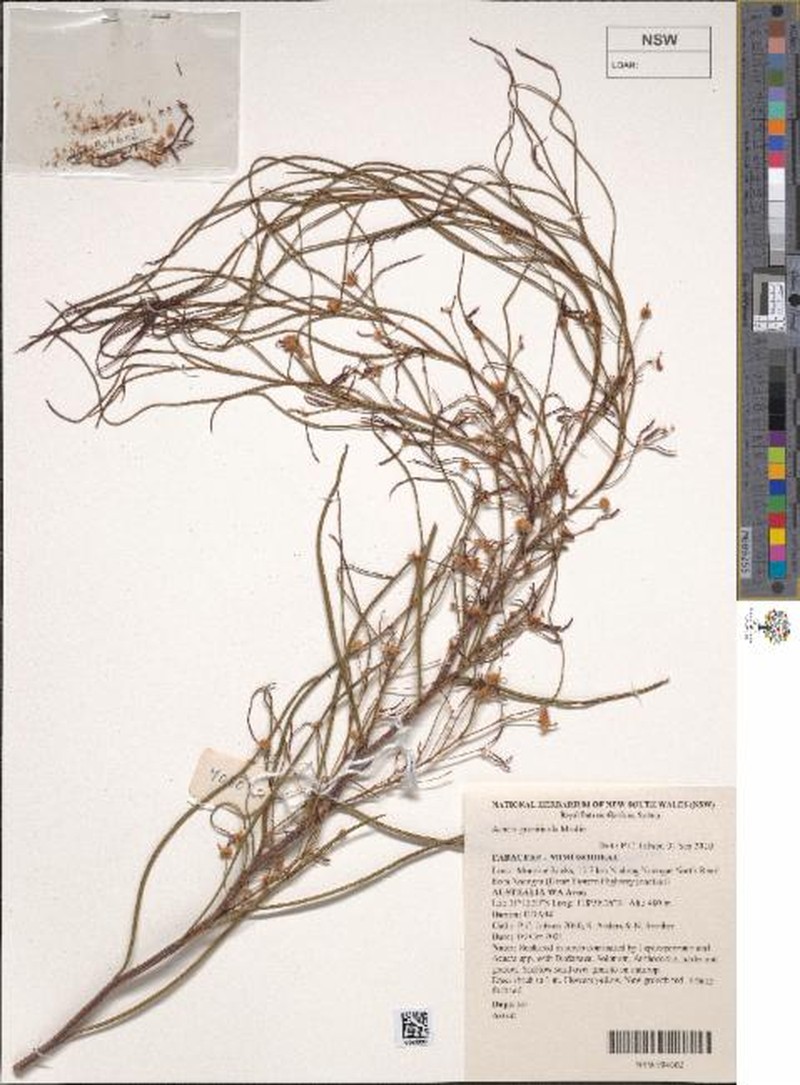 Acacia graniticola photo 5