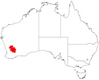 Acacia graniticola