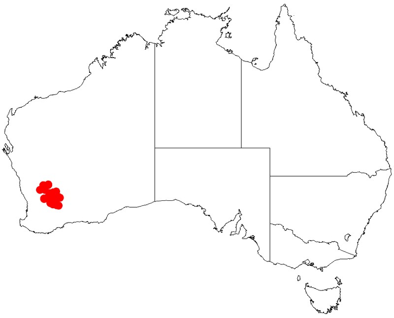 Acacia graniticola