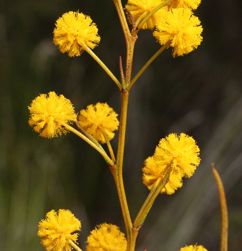 Acacia graniticola photo 2