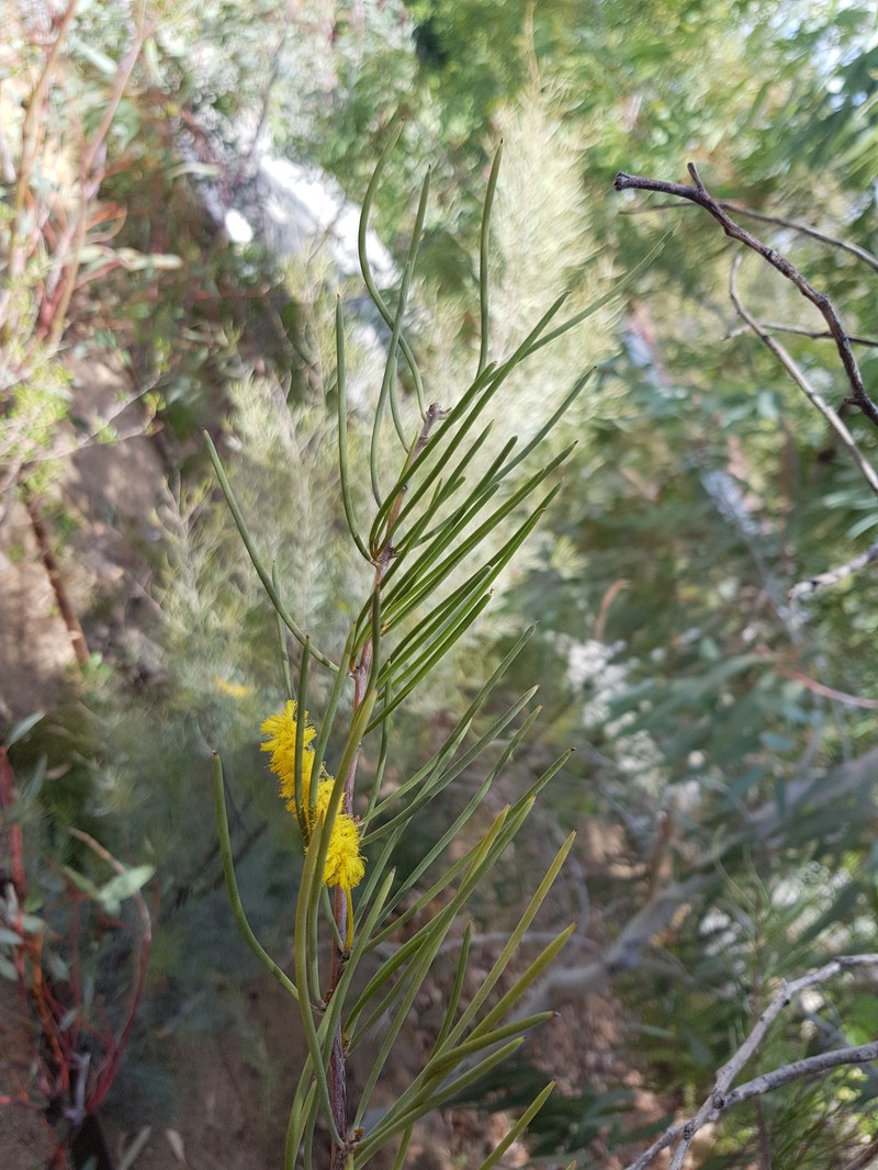 Acacia grasbyi