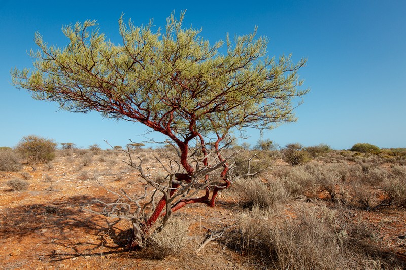 Acacia grasbyi photo 2