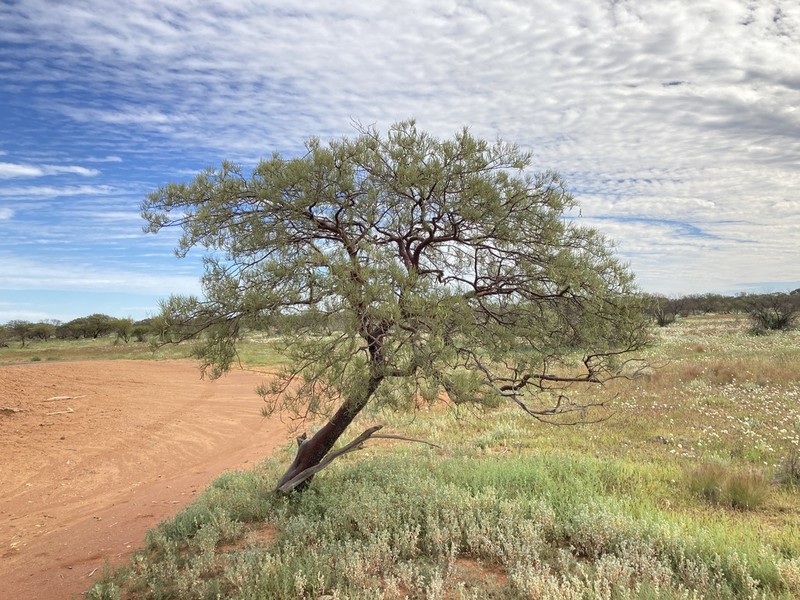 Acacia grasbyi photo 4