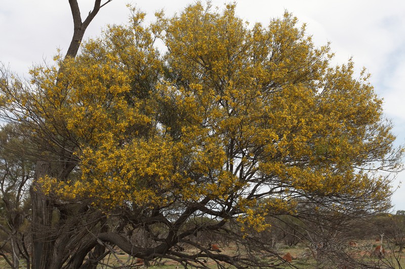 Acacia grasbyi photo 5