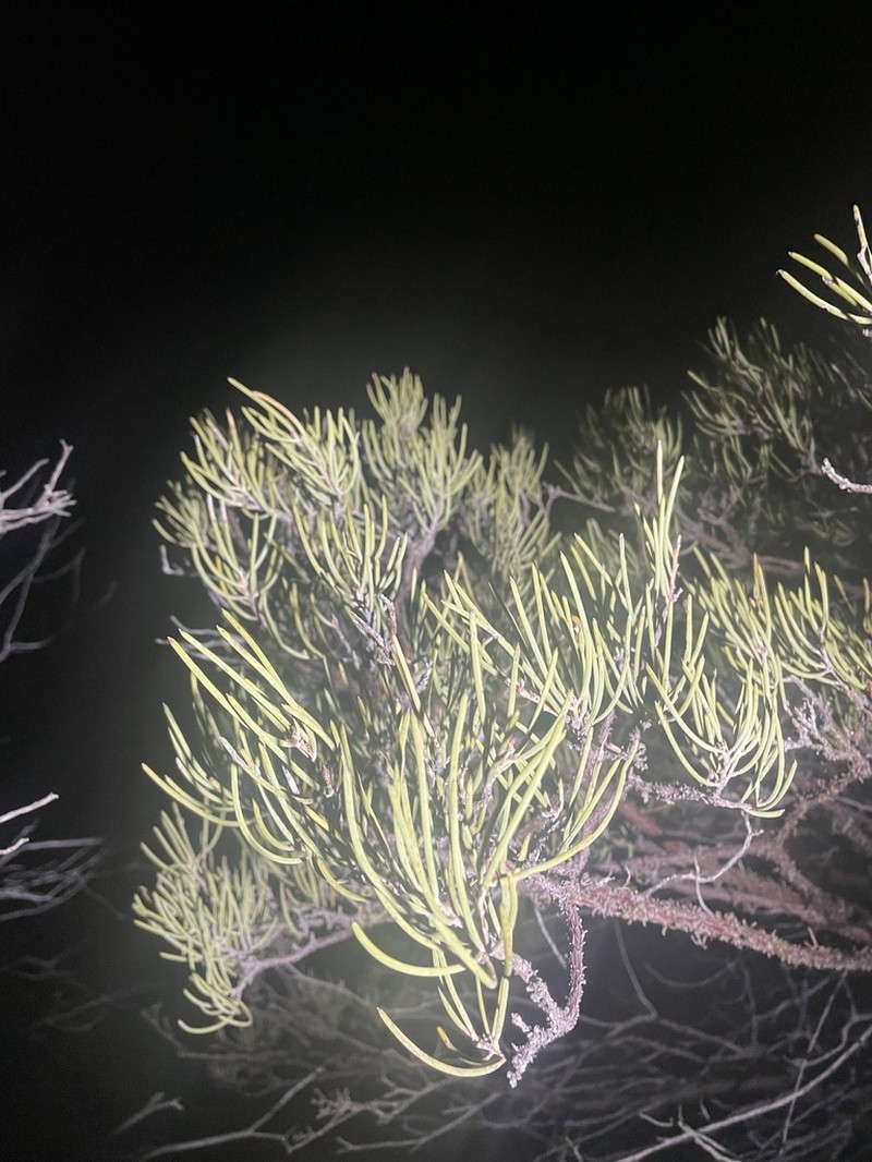 Acacia grasbyi photo 6