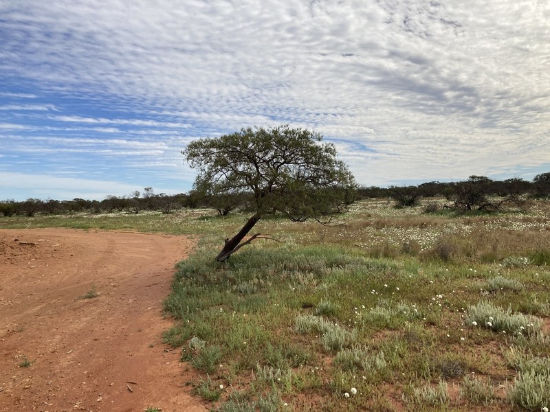 Acacia grasbyi photo 8