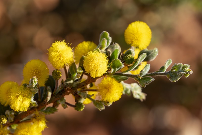 Acacia gregorii photo 2