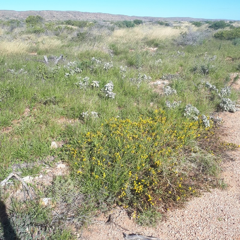 Acacia gregorii photo 3