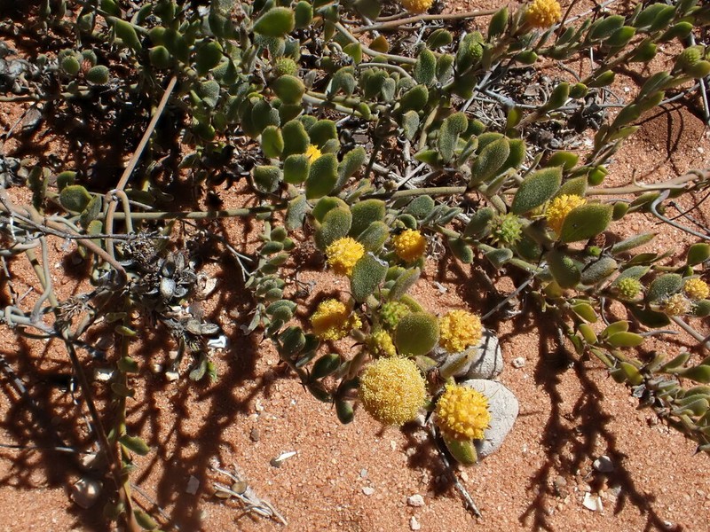 Acacia gregorii photo 4