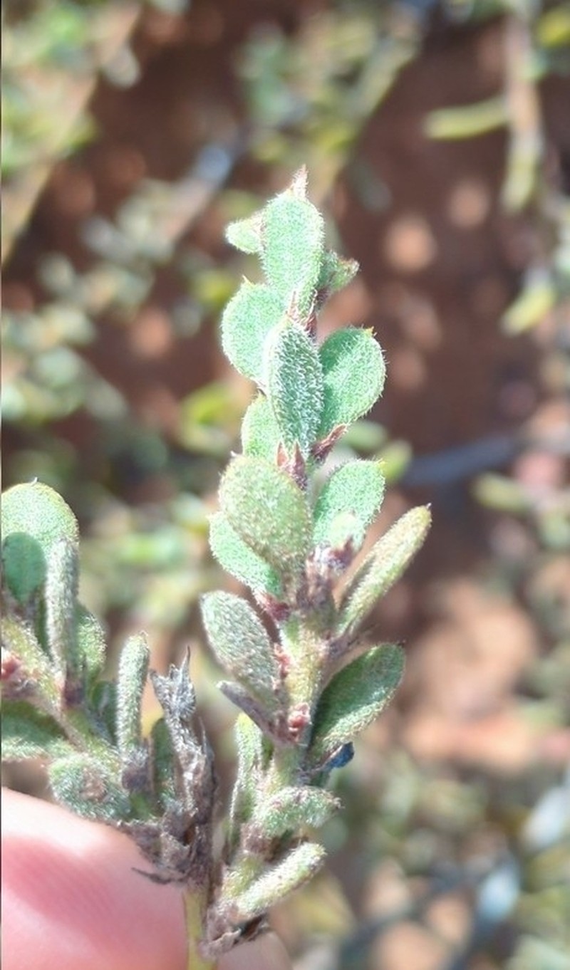 Acacia gregorii photo 5