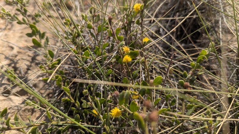 Acacia gregorii photo 6