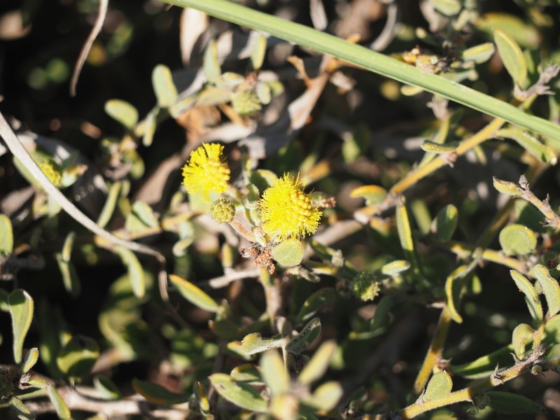 Acacia gregorii