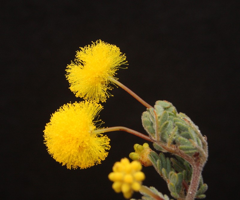 Acacia grisea photo 2