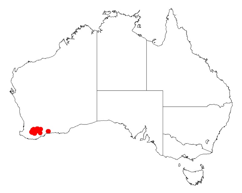 Acacia grisea