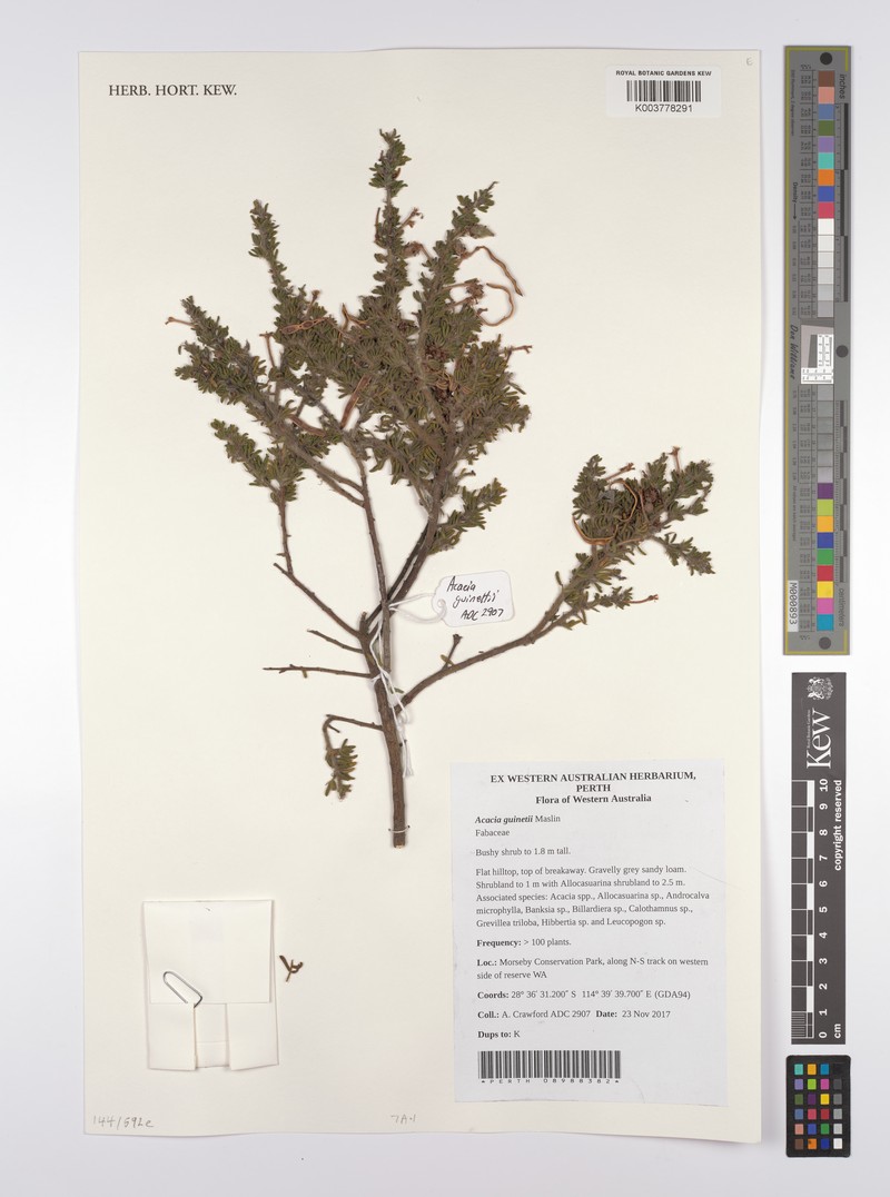Acacia guinetii photo 2