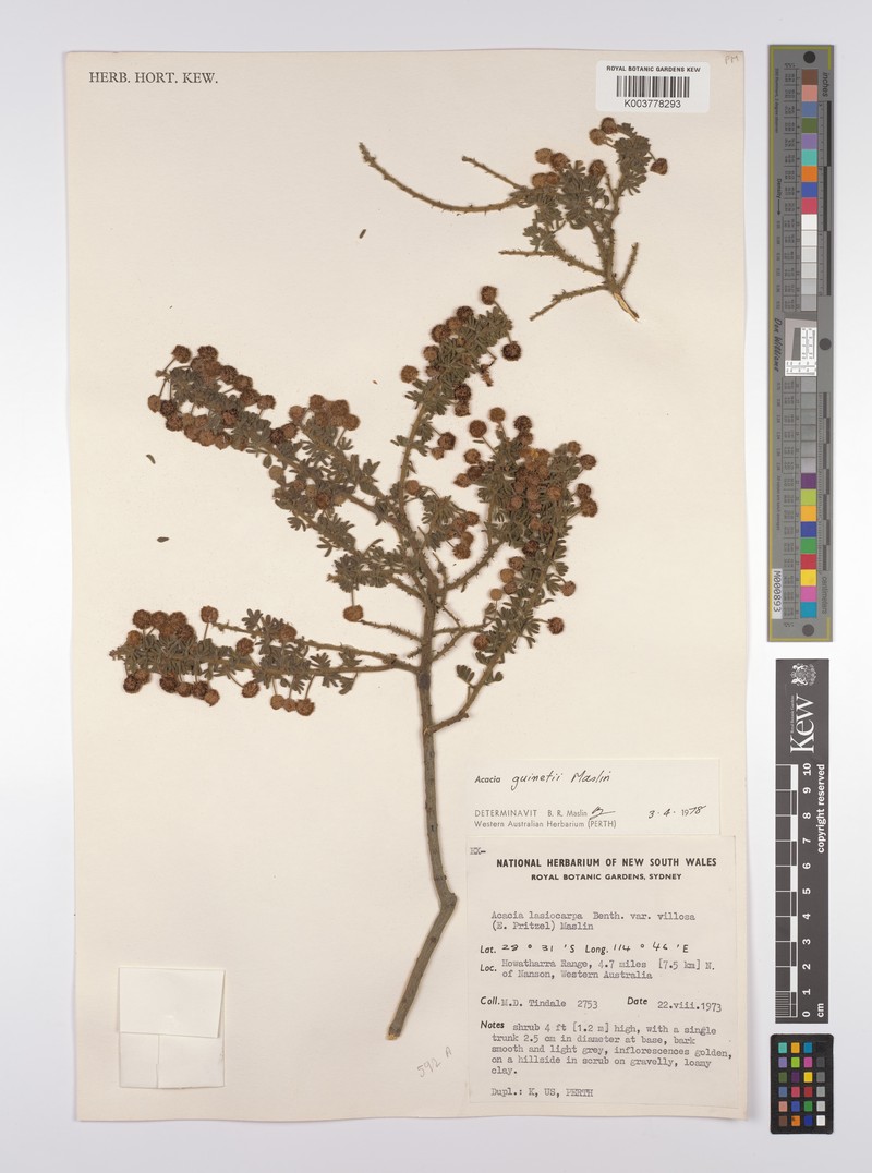 Acacia guinetii photo 3