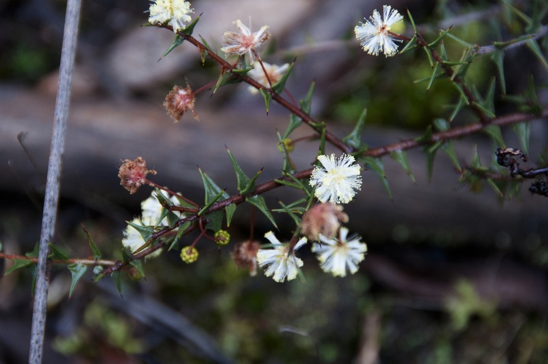 Acacia gunnii photo 2