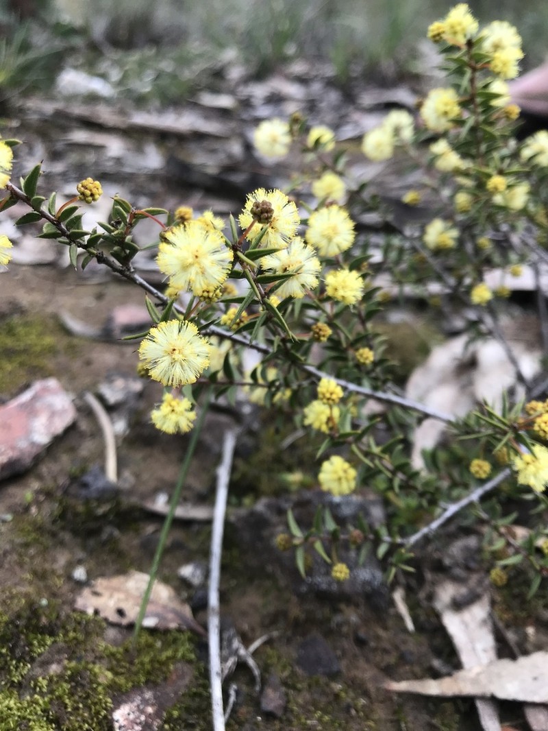 Acacia gunnii photo 3