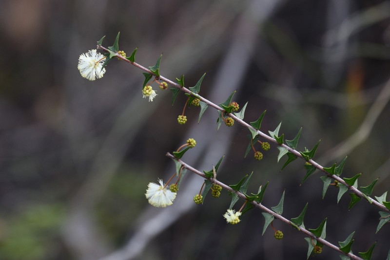 Acacia gunnii photo 4