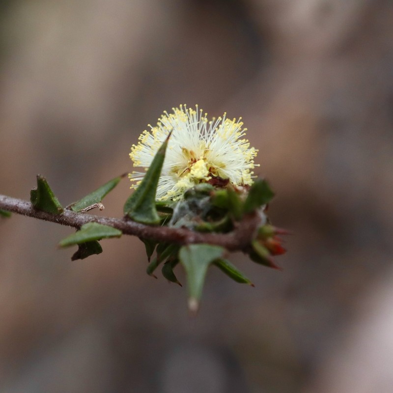 Acacia gunnii photo 5