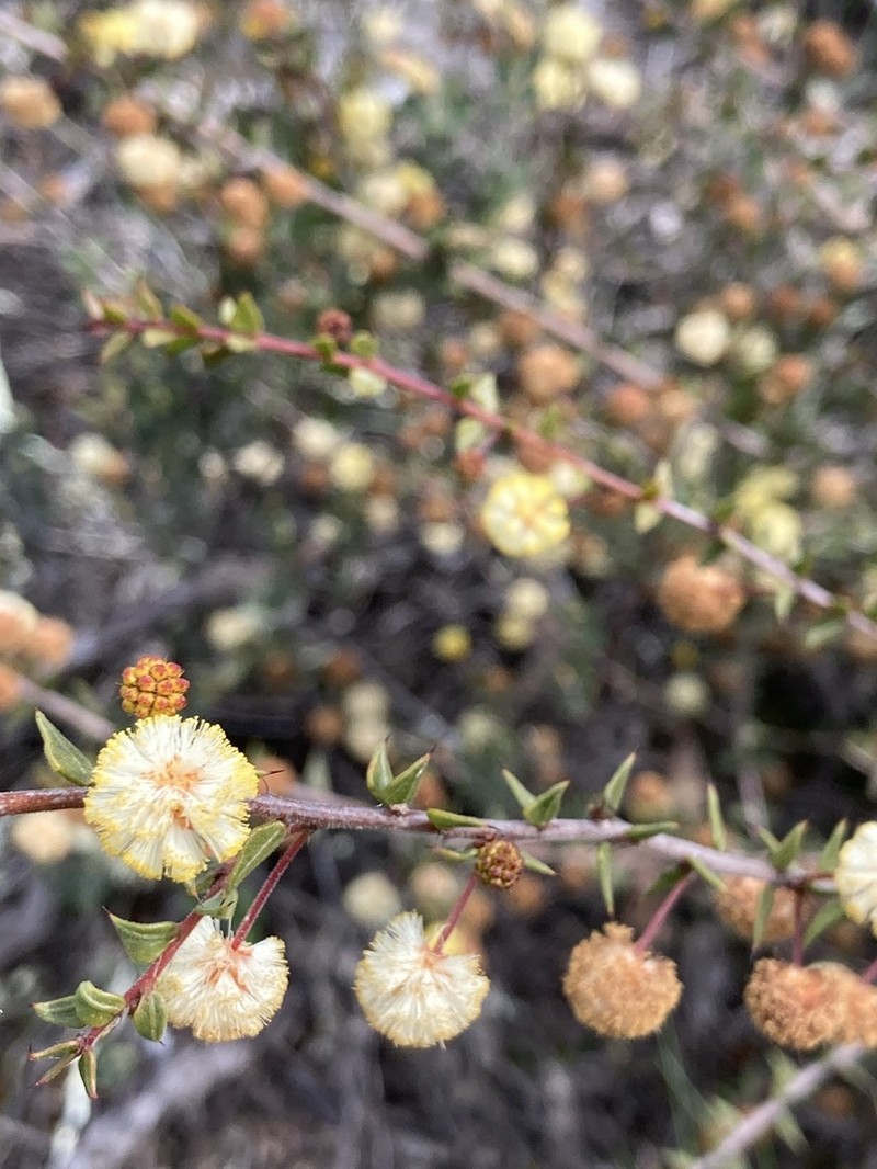 Acacia gunnii photo 6